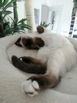 Chillout (Filou).jpg (88.35 KiB) 14011 mal betrachtet Der Chiller